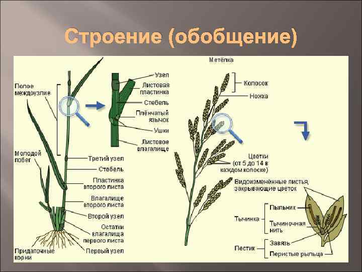 Определите какой цифрой на рисунке обозначен цветок злака