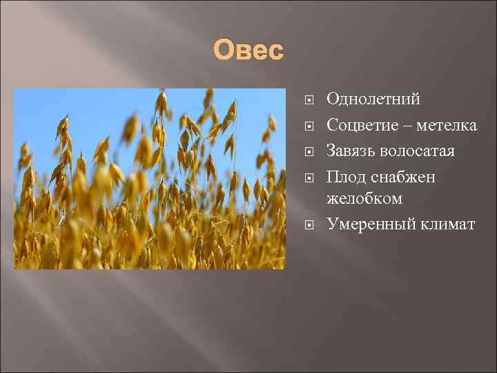 Овес Однолетний Соцветие – метелка Завязь волосатая Плод снабжен желобком Умеренный климат 