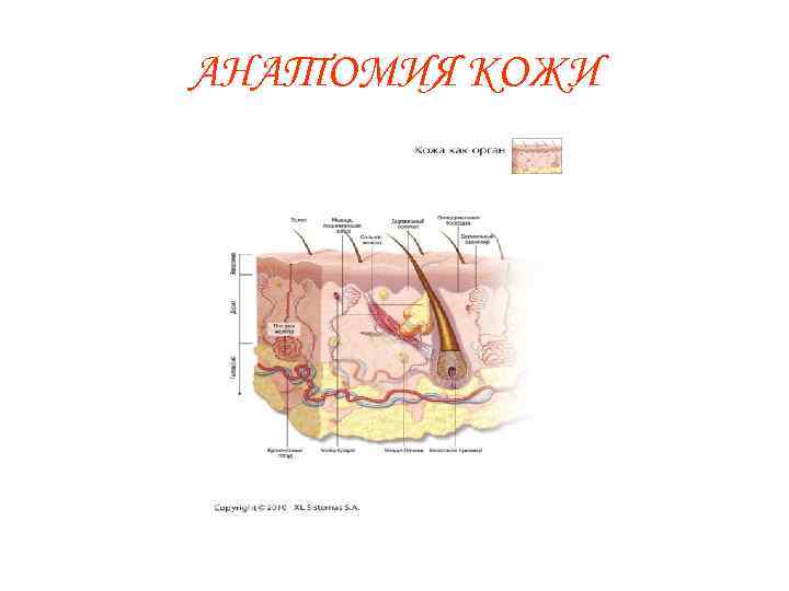 АНАТОМИЯ КОЖИ 