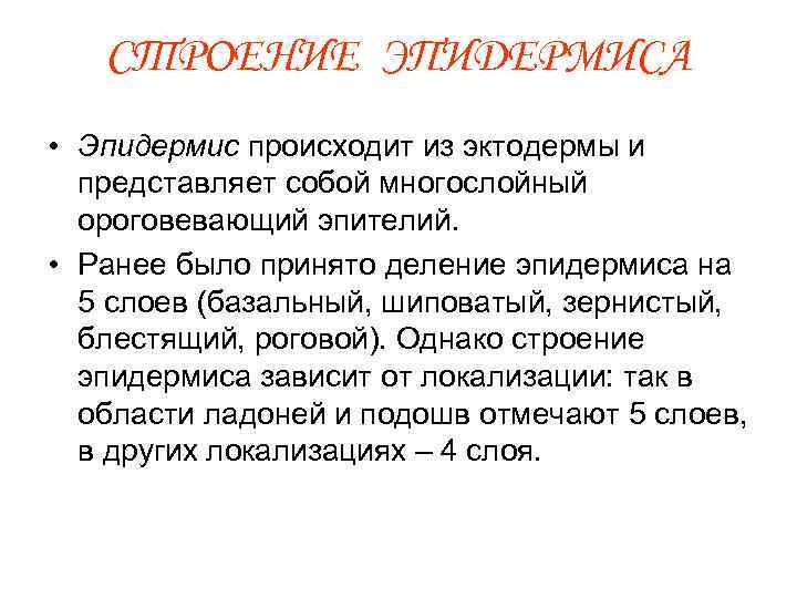 СТРОЕНИЕ ЭПИДЕРМИСА • Эпидермис происходит из эктодермы и представляет собой многослойный ороговевающий эпителий. •
