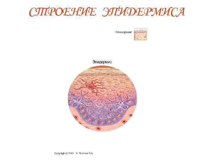 СТРОЕНИЕ ЭПИДЕРМИСА 