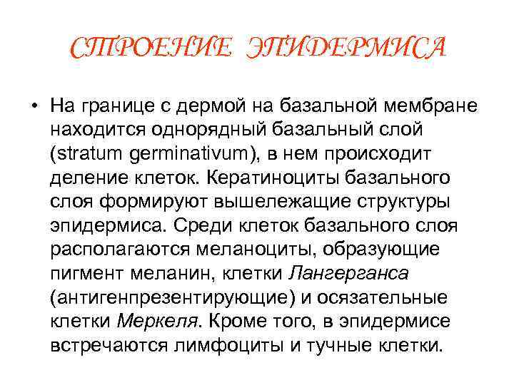 СТРОЕНИЕ ЭПИДЕРМИСА • На границе с дермой на базальной мембране находится однорядный базальный слой