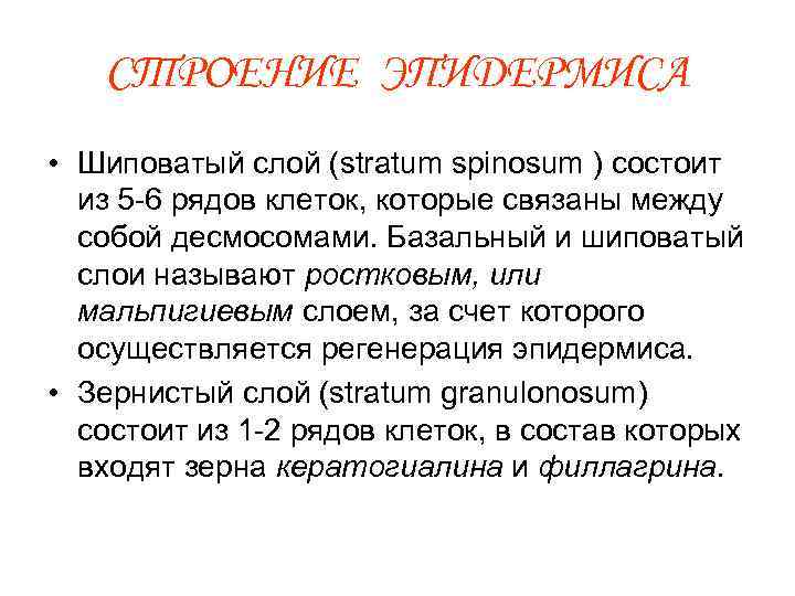 СТРОЕНИЕ ЭПИДЕРМИСА • Шиповатый слой (stratum spinosum ) состоит из 5 -6 рядов клеток,