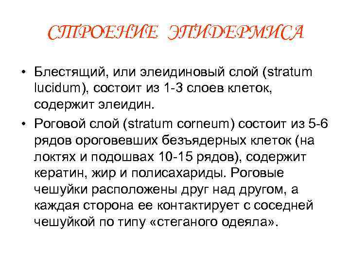 СТРОЕНИЕ ЭПИДЕРМИСА • Блестящий, или элеидиновый слой (stratum lucidum), состоит из 1 -3 слоев