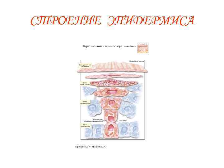 СТРОЕНИЕ ЭПИДЕРМИСА 