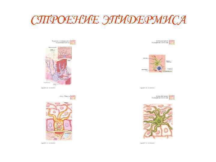 СТРОЕНИЕ ЭПИДЕРМИСА 