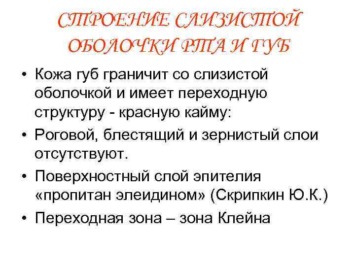 СТРОЕНИЕ СЛИЗИСТОЙ ОБОЛОЧКИ РТА И ГУБ • Кожа губ граничит со слизистой оболочкой и