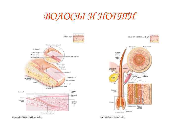 ВОЛОСЫ И НОГТИ 