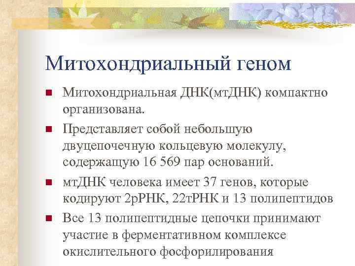 Митохондриальный геном n n Митохондриальная ДНК(мт. ДНК) компактно организована. Представляет собой небольшую двуцепочечную кольцевую