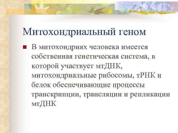 Митохондриальный геном n В митохондриях человека имеется собственная генетическая система, в которой участвует мт.