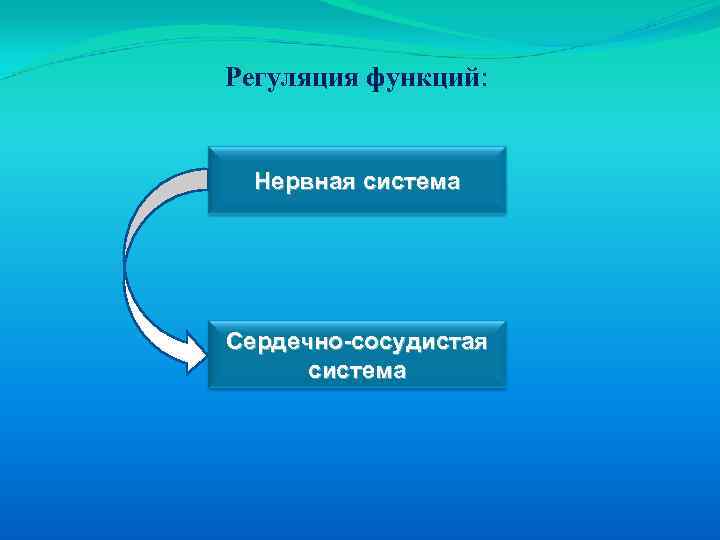 Регуляция функций: Нервная система Сердечно-сосудистая система 