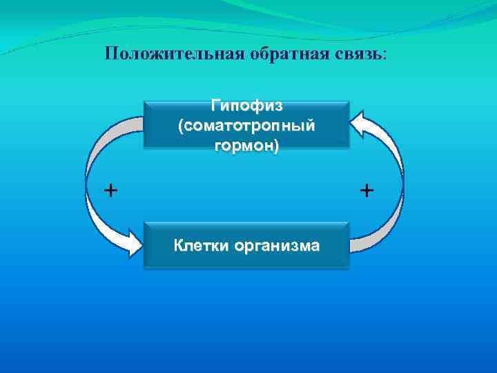 Обратная связь положительная схема