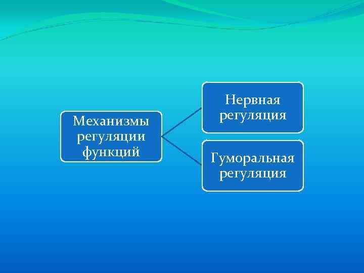 Механизмы регуляции функций Нервная регуляция Гуморальная регуляция 