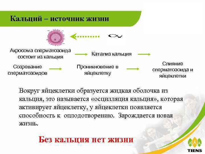 Кальций – источник жизни Акросома сперматозоида состоит из кальция Созревание сперматозоидов Катализ кальция Проникновение