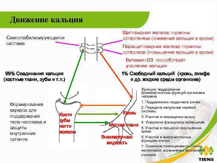Движение кальция Самостабилизирующаяся система Щитовидная железа: гормоны остеогенеза (снижение кальция в крови) Паращитовидная железа: