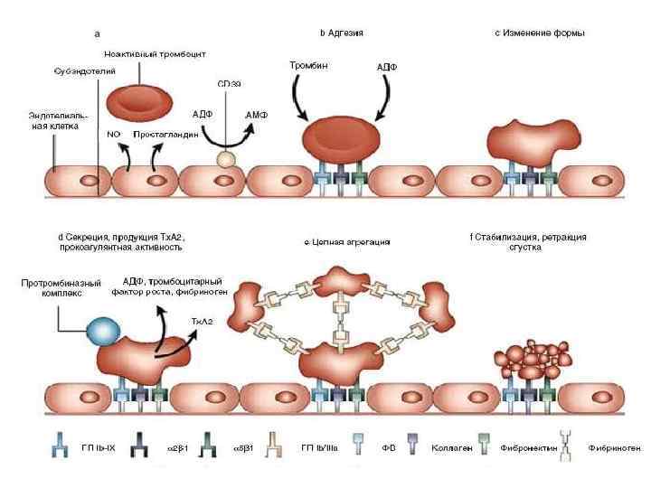 Адгезия в медицине. Адгезия и агрегация тромбоцитов. Механизм адгезии тромбоцитов. Схема адгезии тромбоцитов патофизиология. Рецепторы адгезии тромбоцитов.