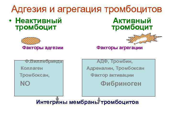 Адгезия и агрегация тромбоцитов • Неактивный тромбоцит Факторы адгезии Ф. Виллебранда Коллаген Тромбоксан, NO
