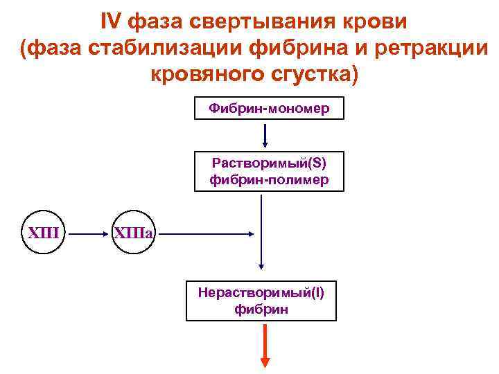 Фазы свертывания крови схема