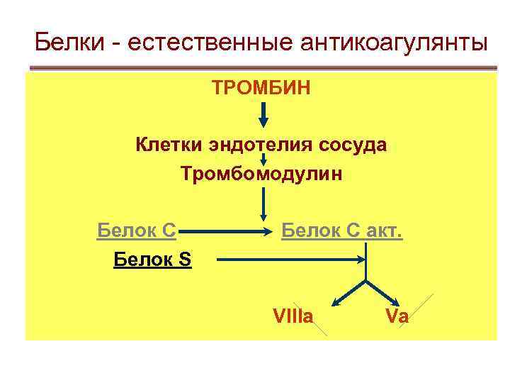 Белки - естественные антикоагулянты ТРОМБИН Клетки эндотелия сосуда Тромбомодулин Белок С Белок S Белок