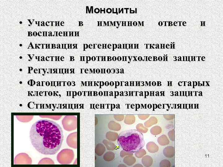 Моноцитов в крови 1. Цитологическая характеристика моноцитов. Характерное строение моноцитов. Функции моноцитов физиология. Функции клетки моноцит.