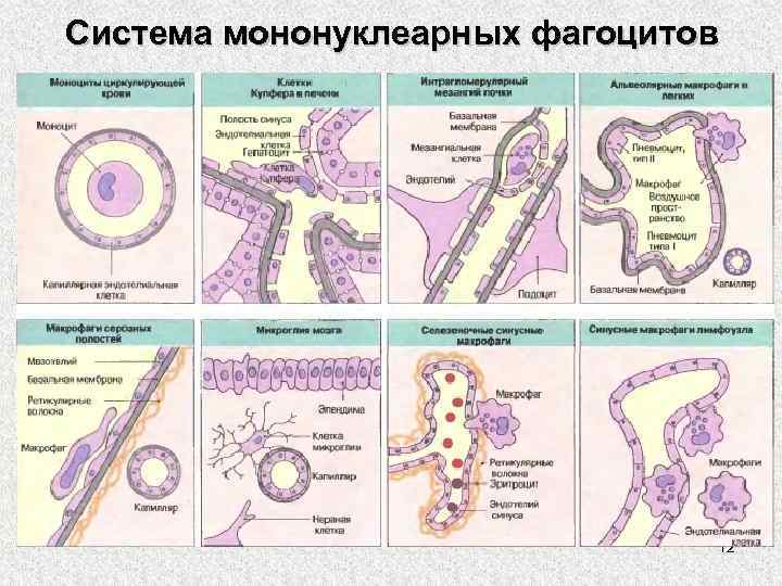 Система мононуклеарных фагоцитов 12 