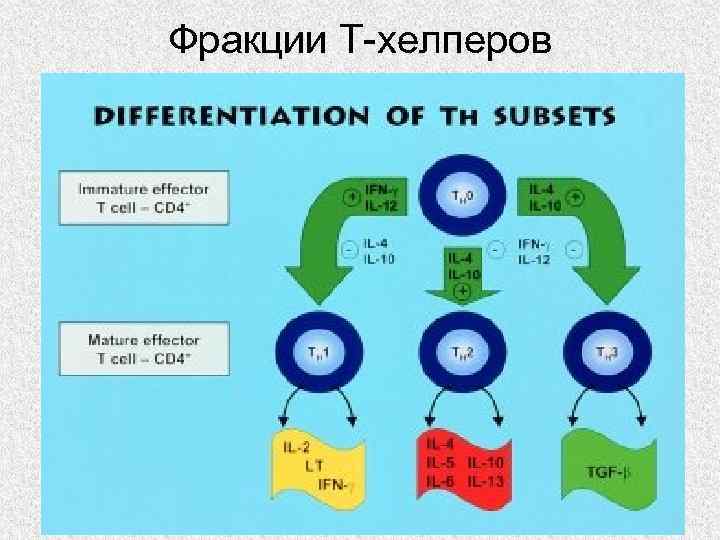 Фракции Т-хелперов 18 