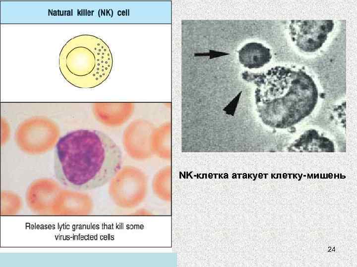 NK-клетка атакует клетку-мишень 24 яяяяяяяяяяяяяяяяяя 