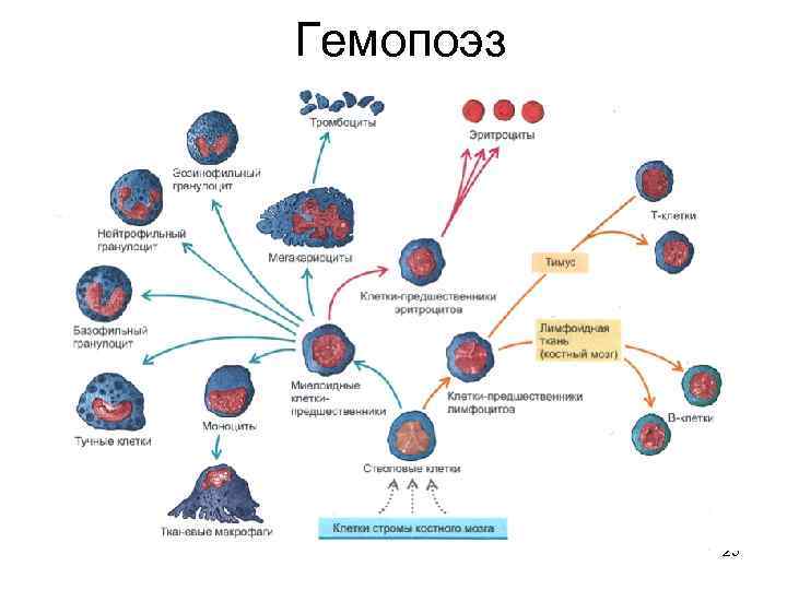 Эмбриональный гемопоэз