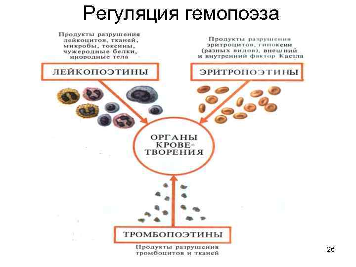 Регуляция гемопоэза 26 