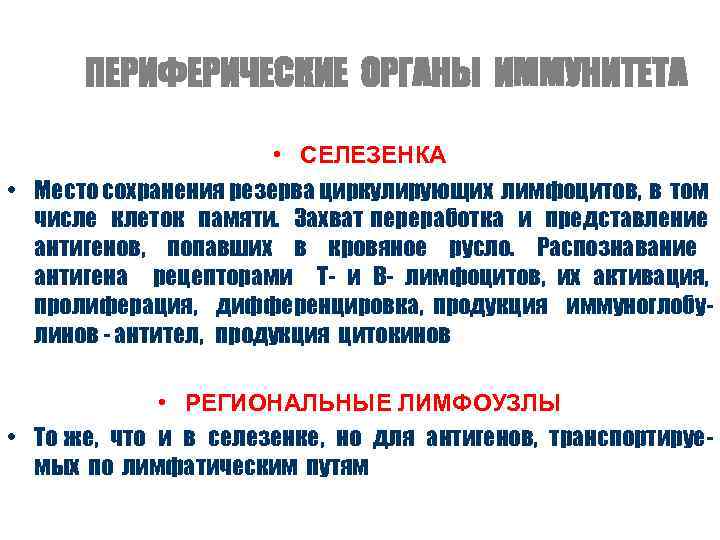 ПЕРИФЕРИЧЕСКИЕ ОРГАНЫ ИММУНИТЕТА • СЕЛЕЗЕНКА • Место сохранения резерва циркулирующих лимфоцитов, в том числе