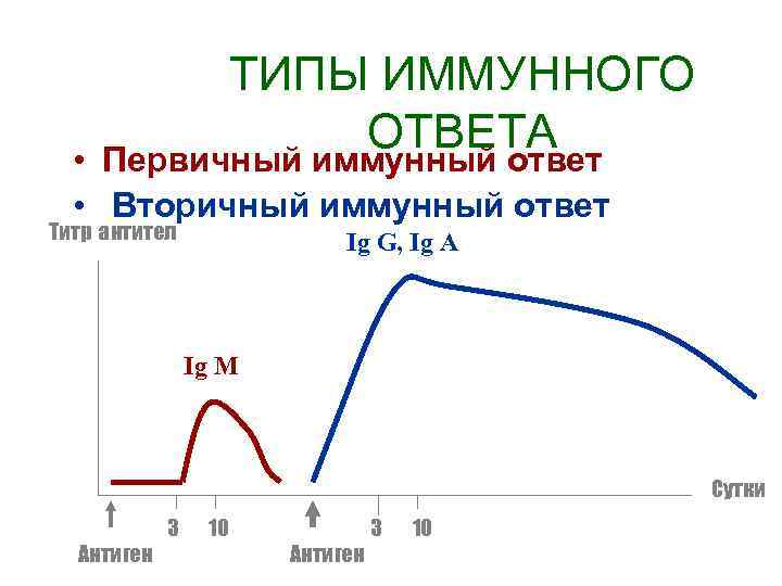 ТИПЫ ИММУННОГО ОТВЕТА Первичный иммунный ответ • • Вторичный иммунный ответ Титр антител Ig