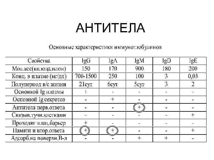 АНТИТЕЛА 