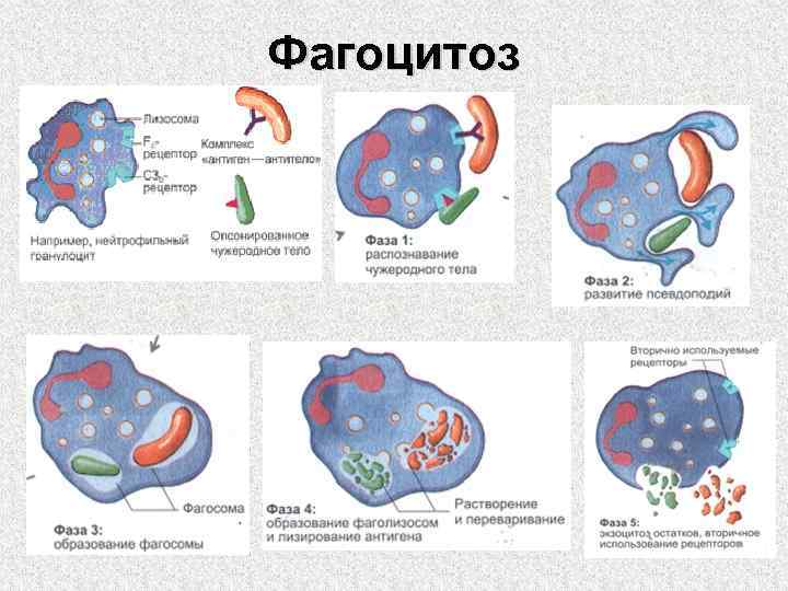 Фагоцитоз захват. Этапы фагоцитоза схема. Фагоцитоз лейкоцитов схема. Процесс фагоцитоза схема. Схема фагоцитоза в иммунологии.