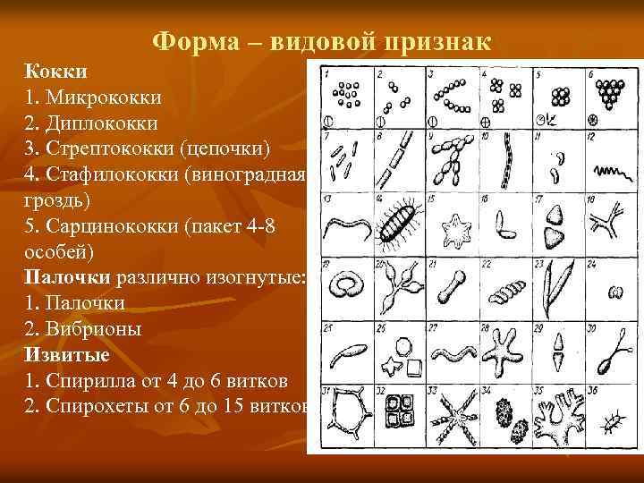 Форма – видовой признак Кокки 1. Микрококки 2. Диплококки 3. Стрептококки (цепочки) 4. Стафилококки