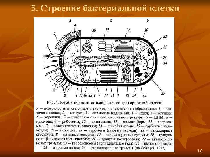 5. Строение бактериальной клетки 16 