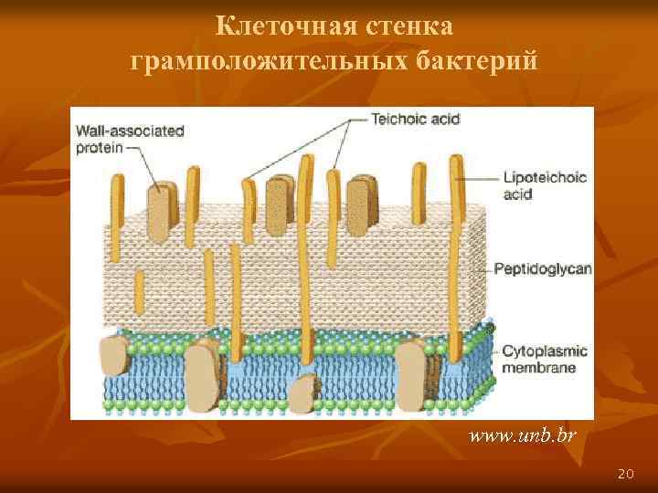 Клеточная стенка грамположительных бактерий www. unb. br 20 