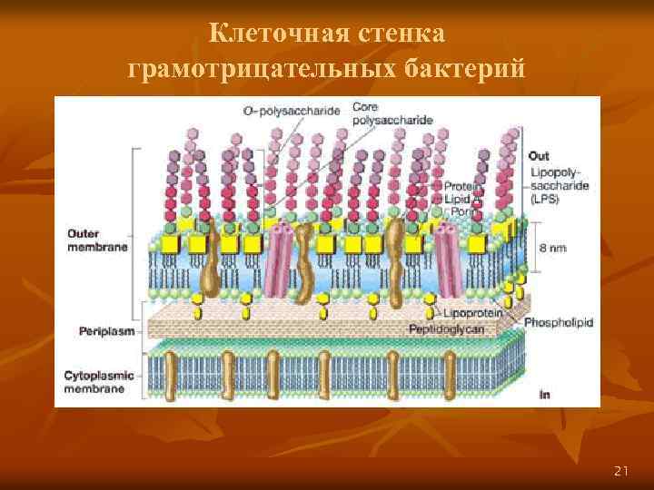 Клеточная стенка грамотрицательных бактерий 21 