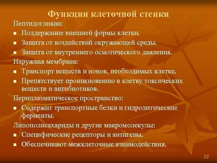 Функции клеточной стенки Пептидогликан: n Поддержание внешней формы клетки. n Защита от воздействий окружающей