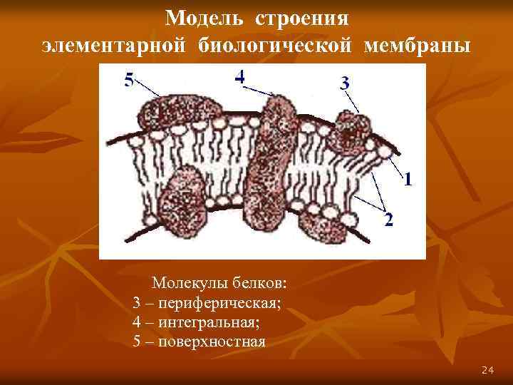 Модель строения элементарной биологической мембраны Молекулы белков: 3 – периферическая; 4 – интегральная; 5