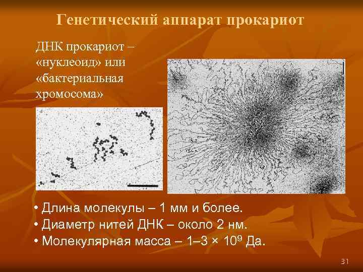 Генетический аппарат прокариот ДНК прокариот – «нуклеоид» или «бактериальная хромосома» • Длина молекулы –