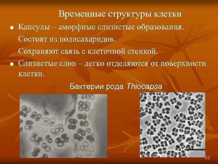 Временные структуры клетки n n Капсулы – аморфные слизистые образования. Состоят из полисахаридов. Сохраняют