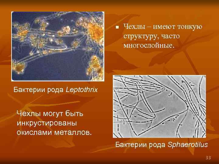 n Чехлы – имеют тонкую структуру, часто многослойные. Бактерии рода Leptothrix Чехлы могут быть