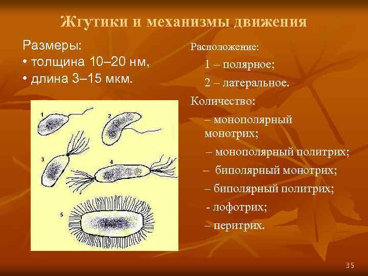 Жгутики и механизмы движения Размеры: • толщина 10– 20 нм, • длина 3– 15