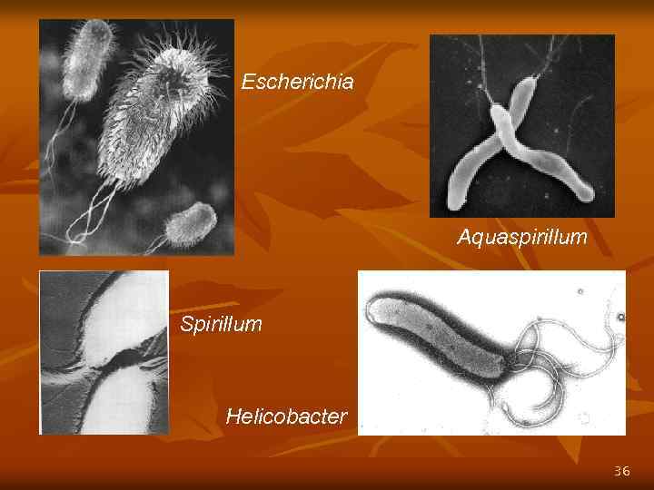 Escherichia Аquaspirillum Spirillum Helicobacter 36 