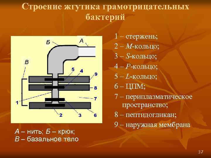 Строение жгутика грамотрицательных бактерий Б В А – нить; Б – крюк; В –