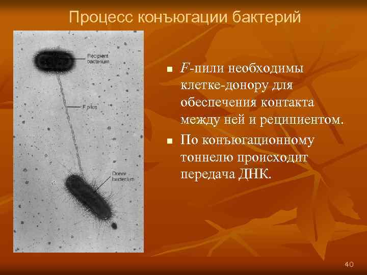 Процесс конъюгации бактерий n n F-пили необходимы клетке-донору для обеспечения контакта между ней и