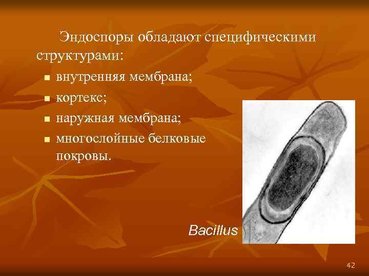 Эндоспоры обладают специфическими структурами: n n внутренняя мембрана; кортекс; наружная мембрана; многослойные белковые покровы.