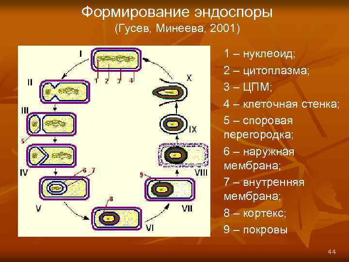 Формирование эндоспоры (Гусев, Минеева, 2001) 1 – нуклеоид; 2 – цитоплазма; 3 – ЦПМ;