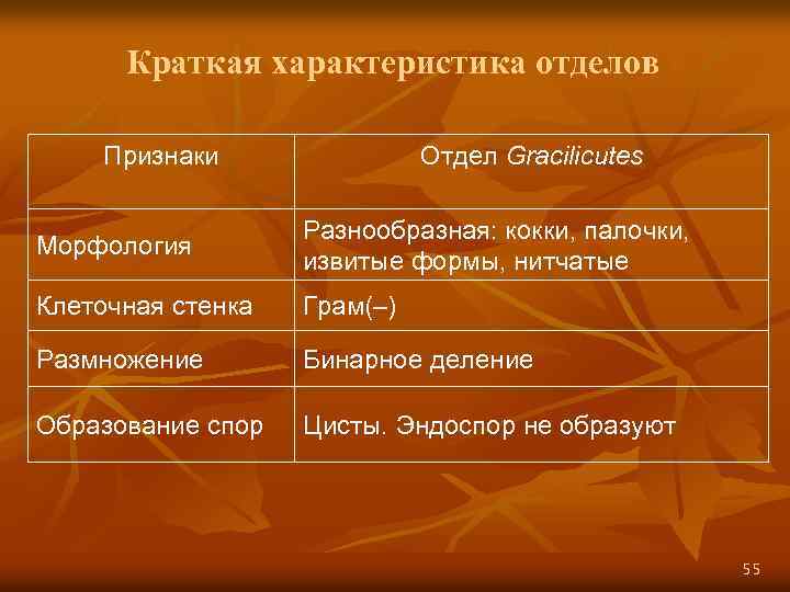 Краткая характеристика отделов Признаки Отдел Gracilicutes Морфология Разнообразная: кокки, палочки, извитые формы, нитчатые Клеточная