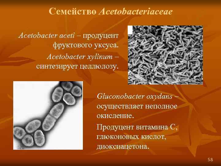 Семейство Acetobacteriaceae Acetobacter aceti – продуцент фруктового уксуса. Acetobacter xylinum – синтезирует целлюлозу. Gluconobacter